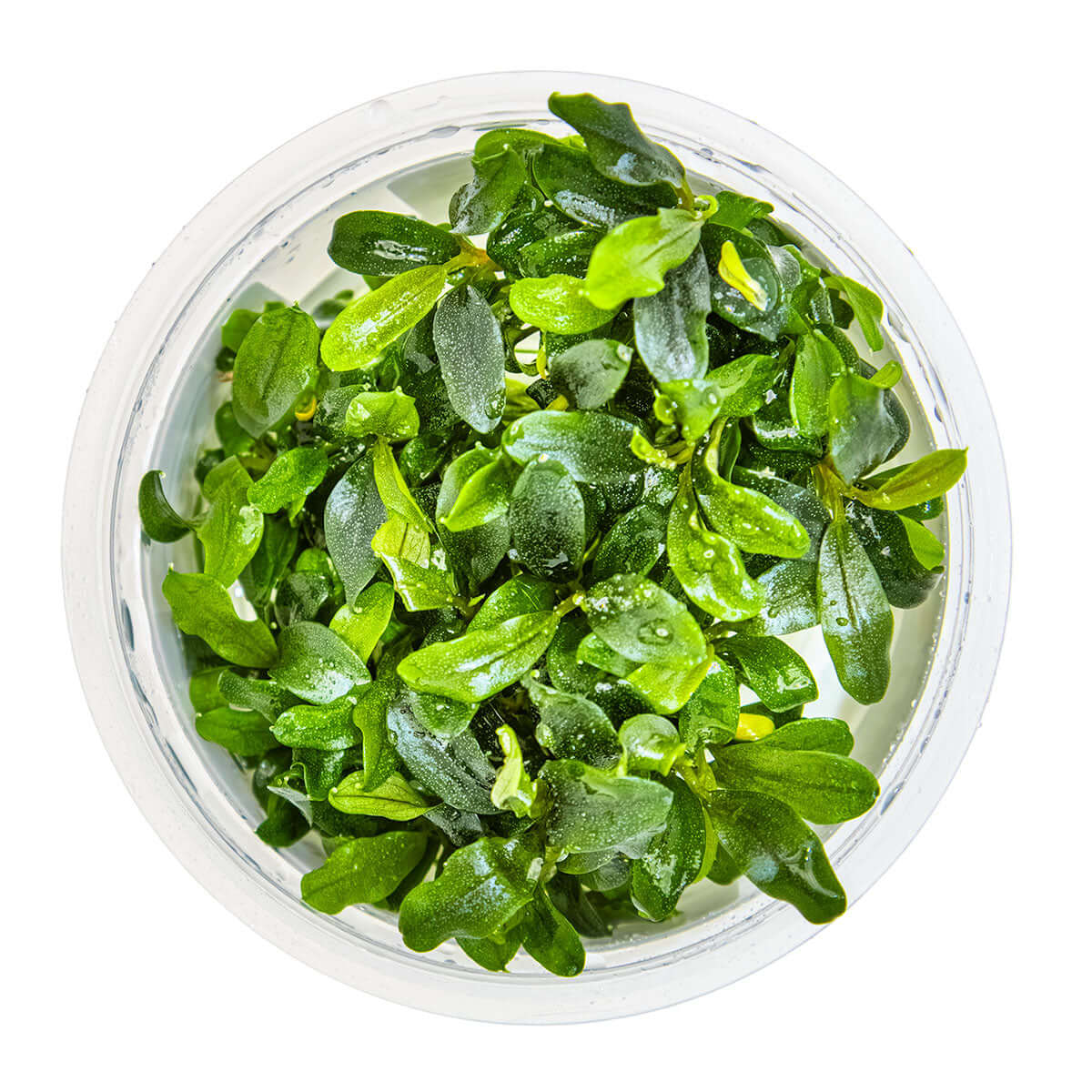 Tropica 139C Tissue Culture - Bucephalandra sp. Needle Leaf in a closed cup for aquarium planting.