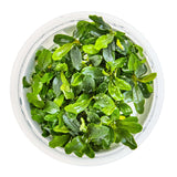 Tropica 139C Tissue Culture - Bucephalandra sp. Needle Leaf in a closed cup for aquarium planting.