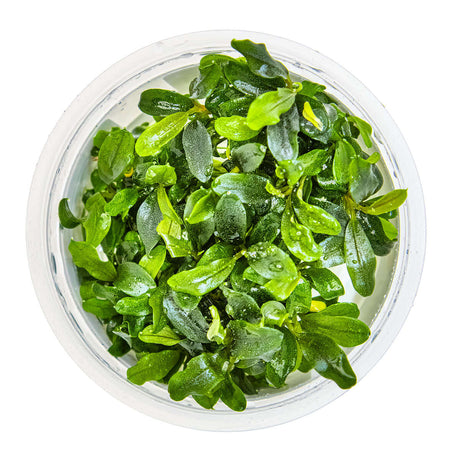 Tropica 139C Tissue Culture - Bucephalandra sp. Needle Leaf in a closed cup for aquarium planting.