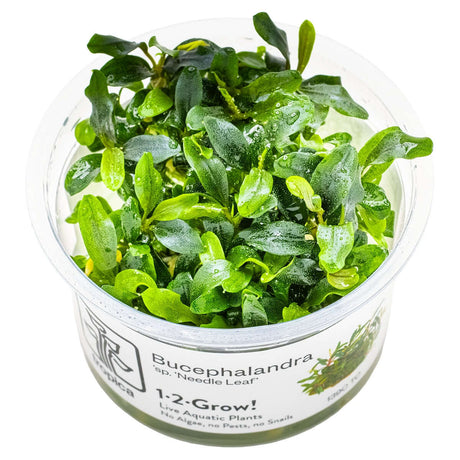 Tropica 139C Tissue Culture - Bucephalandra sp. Needle Leaf aquarium plant in closed cup, ready for easy growing.