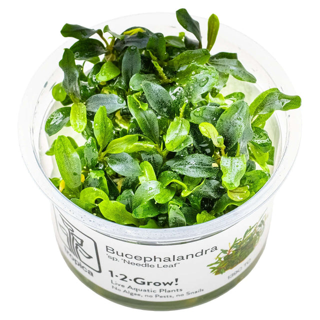 Tropica 139C Tissue Culture - Bucephalandra sp. Needle Leaf aquarium plant in closed cup, ready for easy growing.