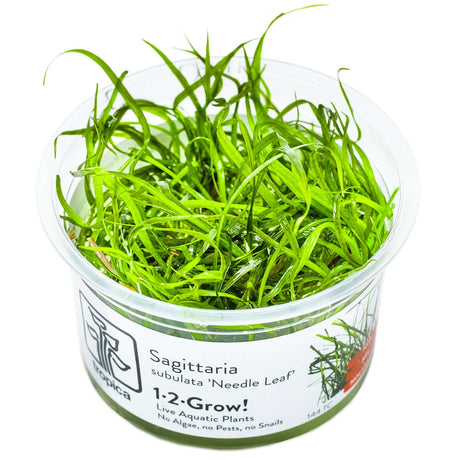Tropica 144 Tissue Culture - Saggitaria Subulata Needle Leaf aquatic plant in tissue culture cup for aquariums.