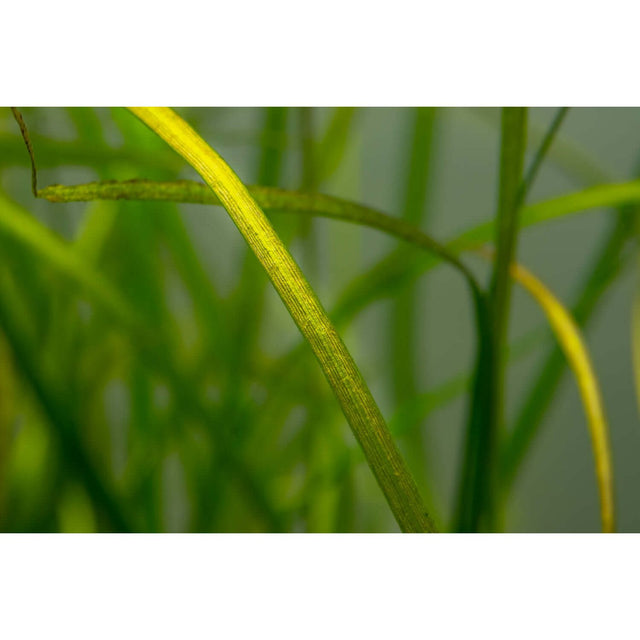 Tropica 144 Tissue Culture - Saggitaria Subulata Needle Leaf close-up showing vibrant green leaves in aquarium.