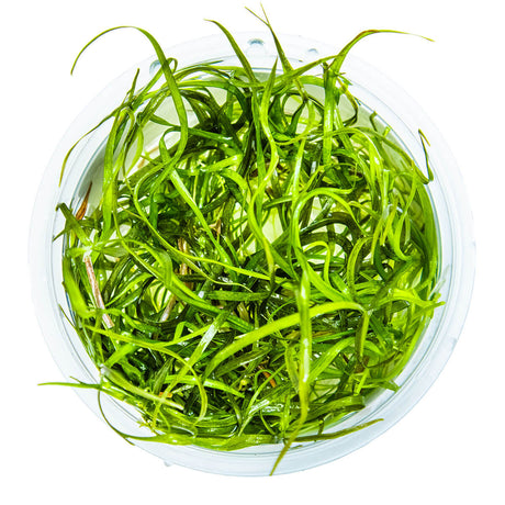 Tropica 144 Tissue Culture - Saggitaria Subulata Needle Leaf aquarium plant in a closed cup.