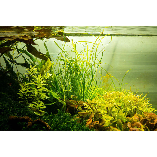 Tropica 144 Tissue Culture - Saggitaria Subulata Needle Leaf thriving in an aquarium setting with various aquatic plants.
