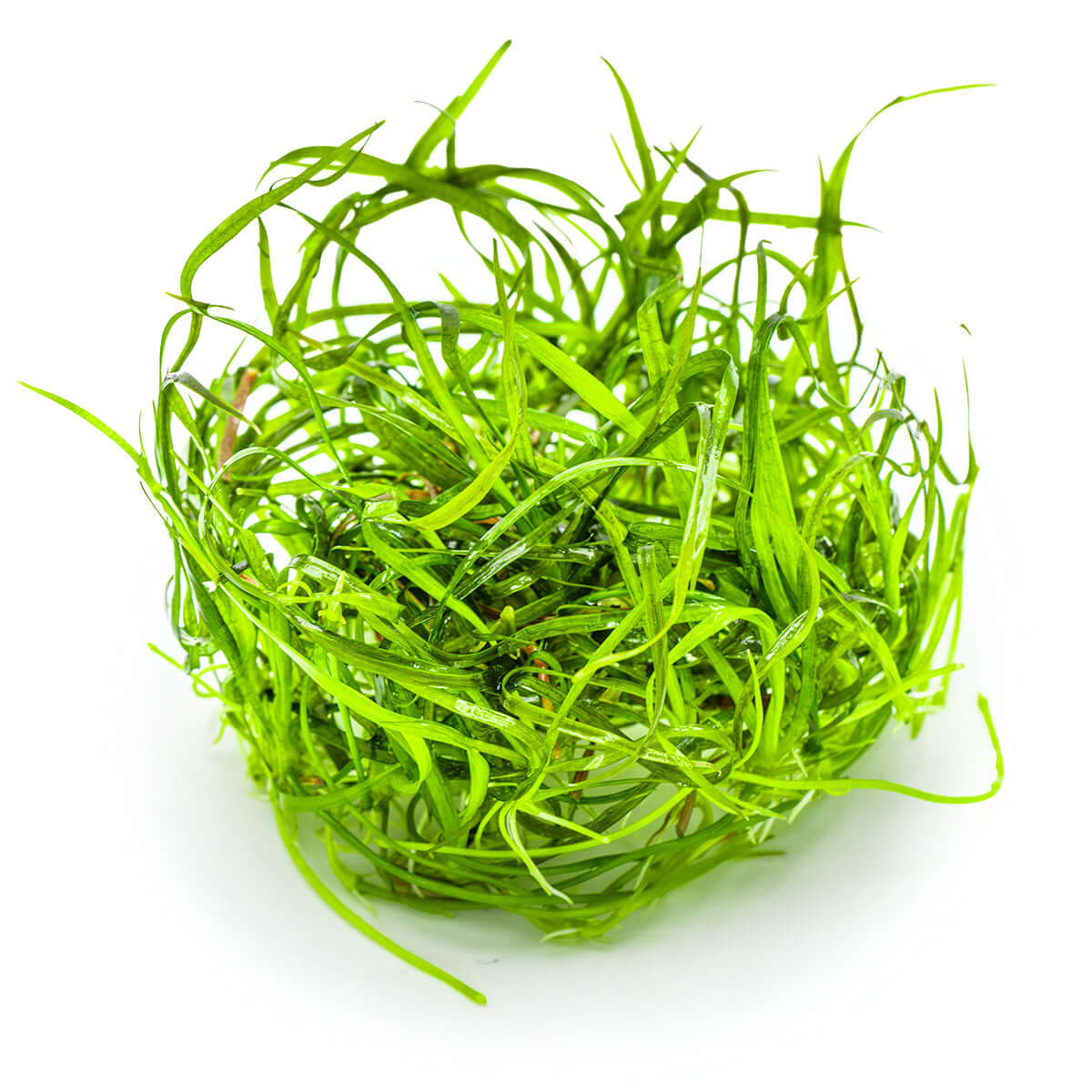 Tropica 144 Tissue Culture - Saggitaria Subulata Needle Leaf aquarium plant from tissue culture in a closed cup.