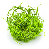 Tropica 144 Tissue Culture - Saggitaria Subulata Needle Leaf aquarium plant from tissue culture in a closed cup.