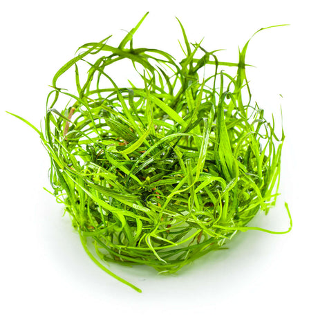 Tropica 144 Tissue Culture - Saggitaria Subulata Needle Leaf aquarium plant from tissue culture in a closed cup.