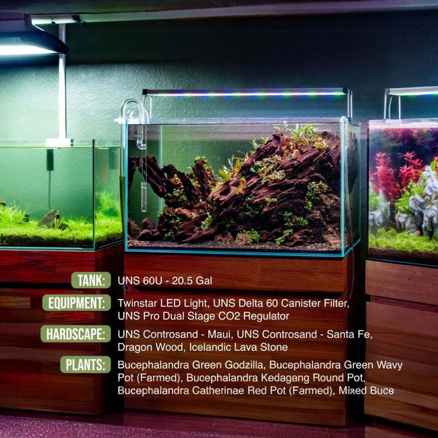 A well-set freshwater aquarium featuring UNS Controsand Maui, rocks, and various aquatic plants under LED lighting.