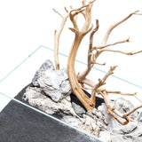 Aquascape featuring UNS Controsand Maui substrate with rocks and driftwood for freshwater aquarium design.