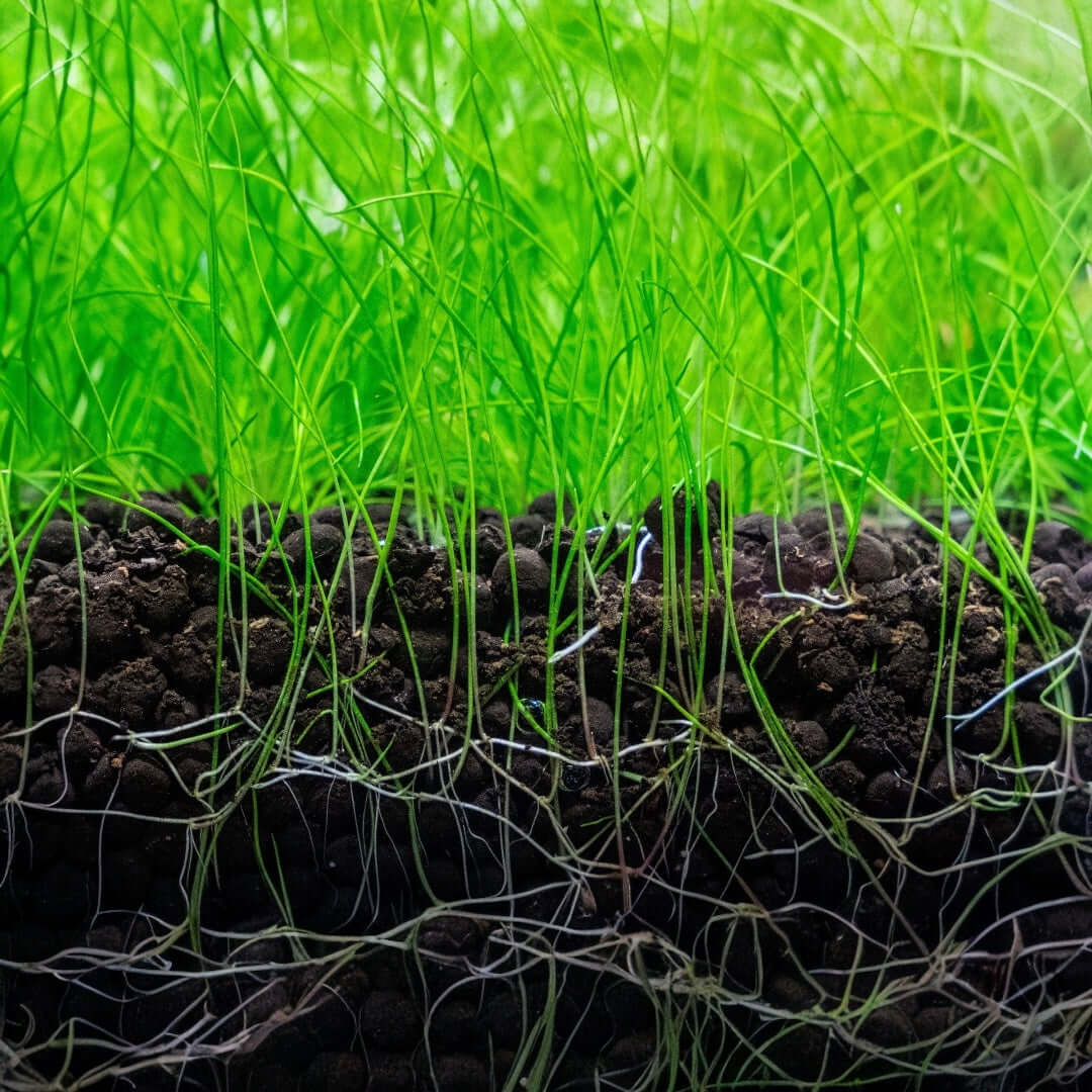 Close-up of UNS Controsoil Black substrate with green grass, showcasing healthy roots and soil structure for planted aquariums.
