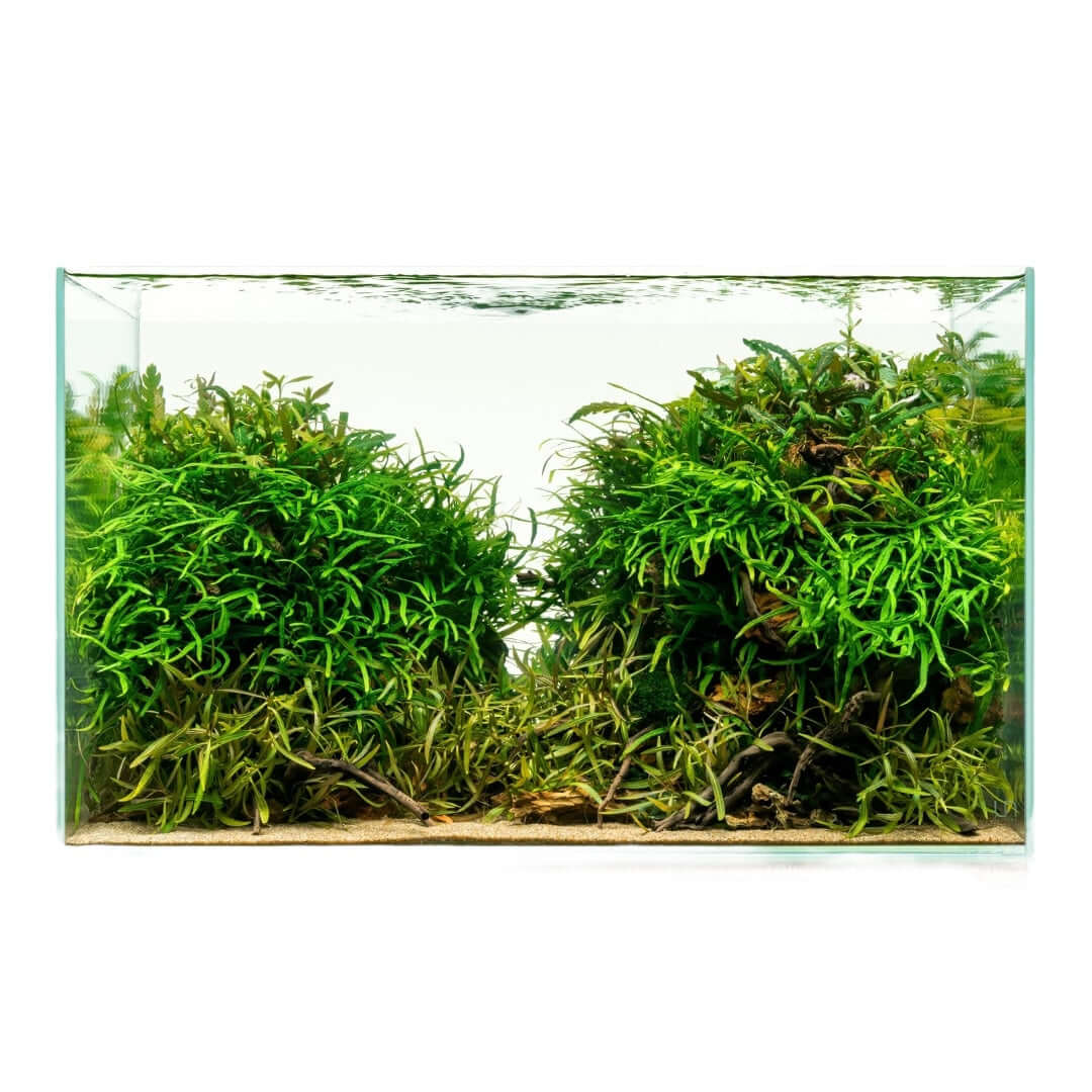 UNS Rimless Standard Aquarium Tank showcasing lush aquatic plants in a clear, rimless design for aquascaping.