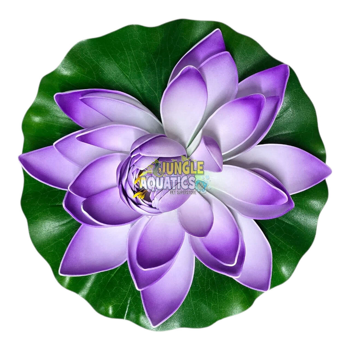Water Lily Pond Floating Plant with vibrant purple petals and lush green leaves on a white background.