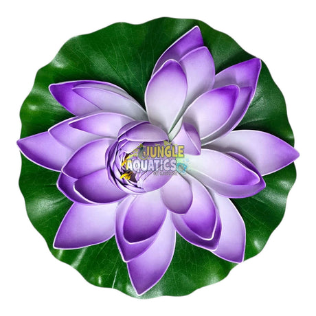 Water Lily Pond Floating Plant with vibrant purple petals and lush green leaves on a white background.