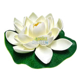 Water Lily Pond Floating Plant
