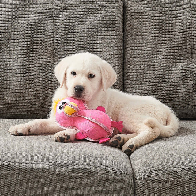 Cute puppy on a sofa with Xtreme Seamz Flamingo toy, showcasing durability and fun for furry friends.