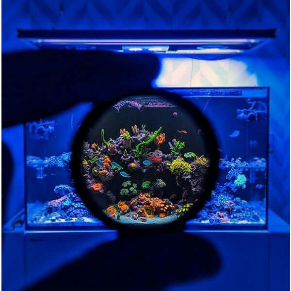 Hand holding a circular polarizing lens in front of a vibrant saltwater aquarium illuminated by blue light.