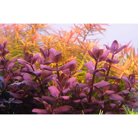 Vibrant aquatic plants with rich purple and green hues in a planted aquarium, showcasing lush growth and color diversity.