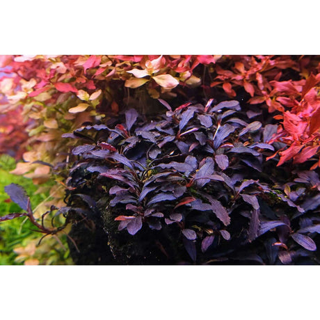 Vibrant aquatic plants in a planted tank, showcasing rich colors and lush greenery for a thriving aquarium ecosystem.