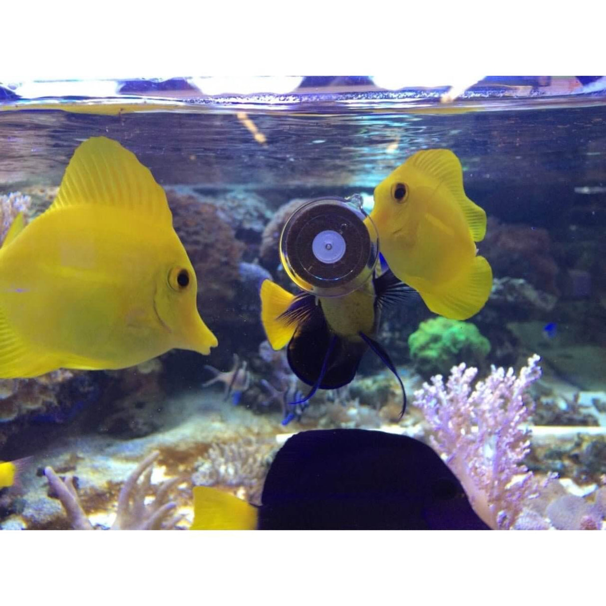 Two yellow fish feeding on Aquaforest AF Calanidae Clip in a vibrant marine aquarium setting.
