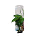 Aquarium Plastic Plant PP6422 - Buy Online - Jungle Aquatics