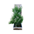Aquarium Plastic Plant PP7020 in green, vibrant ornamental decoration for fish tanks, 12 x 7 x 25cm, low maintenance.