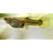 Aquarium Smiths Fish Dewormer Treatment - Buy Online - Jungle Aquatics
