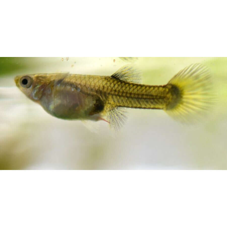 Aquarium fish swimming gracefully, showcasing vibrant colors and elegant fins, representing aquatic serenity.