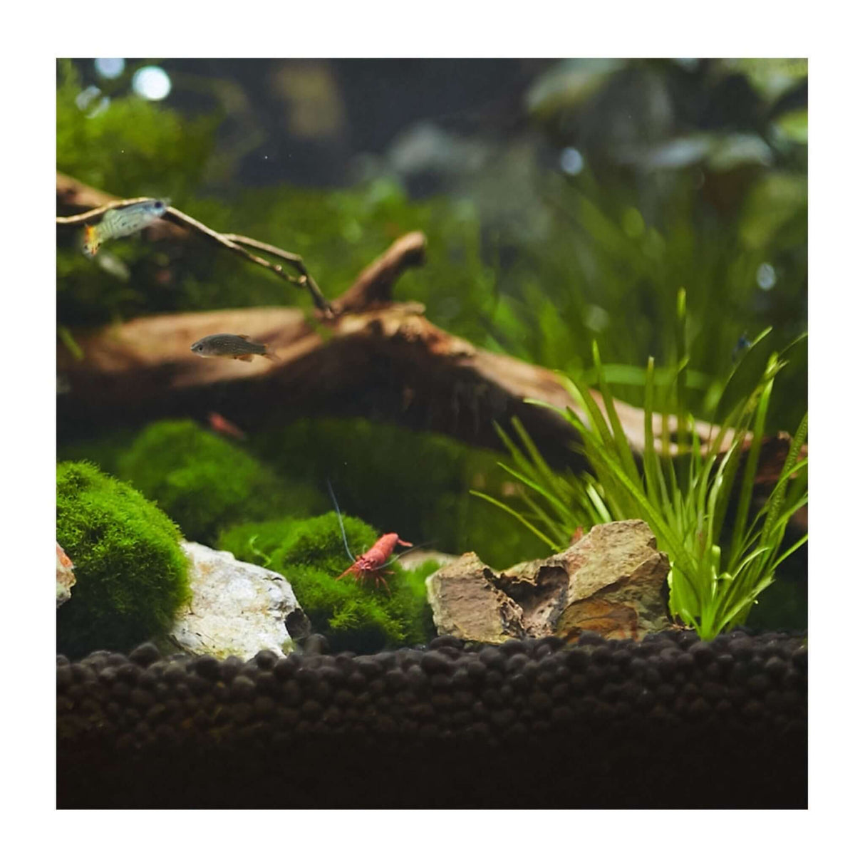 Aquascape featuring lush plants, rocks, and shrimp in a planted aquarium with Aquavitro Plant Aquasolum substrate.