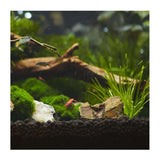 Aquascape featuring lush plants, rocks, and shrimp in a planted aquarium with Aquavitro Plant Aquasolum substrate.