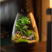 Bioloark Bio Bottle Terrarium with Power Supply - Buy Online - Jungle Aquatics