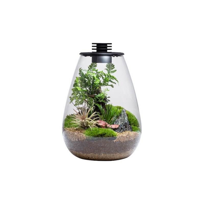 Bioloark Bio Bottle Terrarium with LED Light