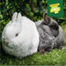 Burgess Excel Junior and Dwarf Rabbit Nuggets - Buy Online - Jungle Aquatics