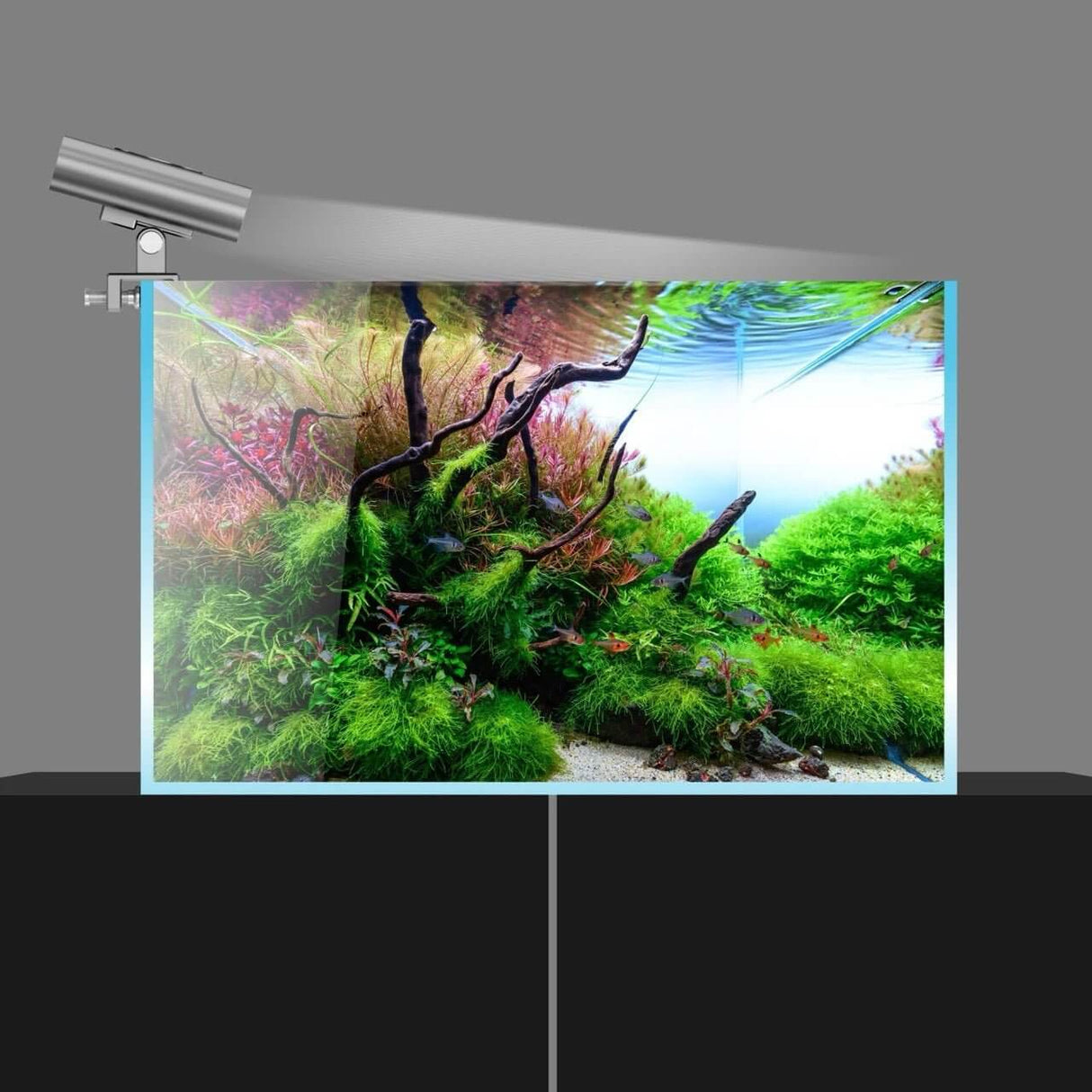 Chihiros Cooling Fan shining over a vibrant aquascaped aquarium with lush green plants and decorative roots.