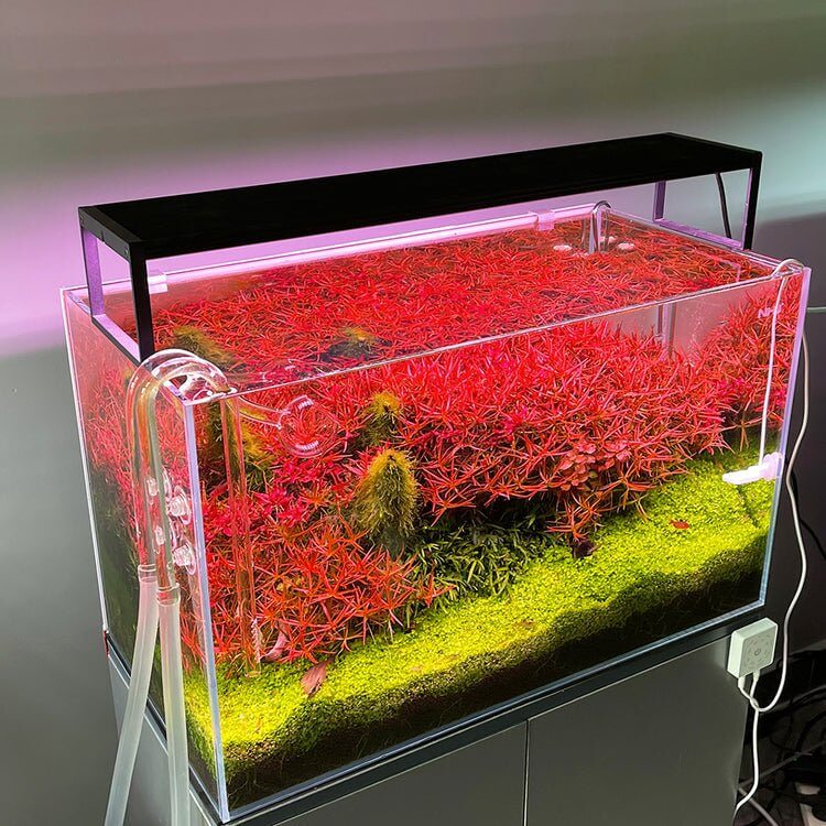 Vibrant aquascape with red aquatic plants illuminated by Chihiros WRGB II Slim Series LED lighting.