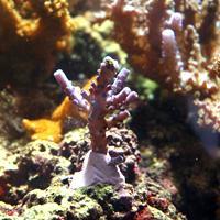 Purple coral structure growing on rocky seabed in a colorful marine aquarium habitat.
