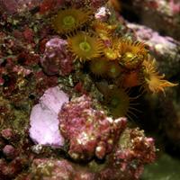 Colorful coral and sea anemones on rocky substrate in a marine aquarium environment.