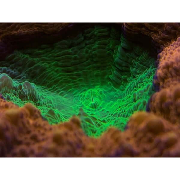 Vibrant green underwater coral landscape showcasing intricate textures and patterns in a marine habitat.