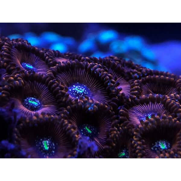Vibrant coral reef with colorful polyps under blue lighting in a saltwater aquarium.