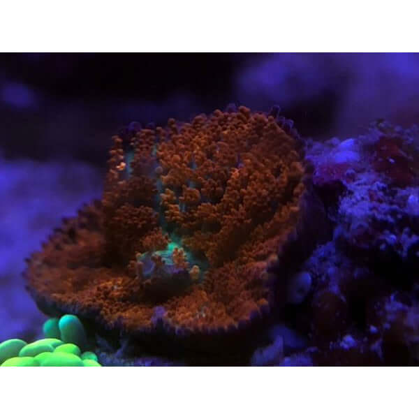 close-up of vibrant coral in a saltwater aquarium under blue lighting, showcasing rich textures and colors.