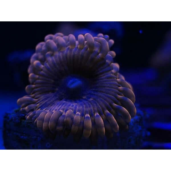coral in saltwater aquarium under blue light, showcasing vibrant colors with enhanced CPL filter effects.