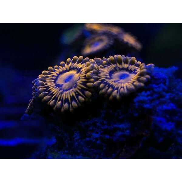 Vibrant coral polyps under blue lighting in a saltwater aquarium, showcasing the intricate details of marine life.