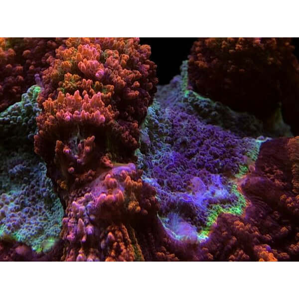 Vibrant coral reef close-up showcasing rich colors enhanced by advanced Coral Spectrum Lens technology.