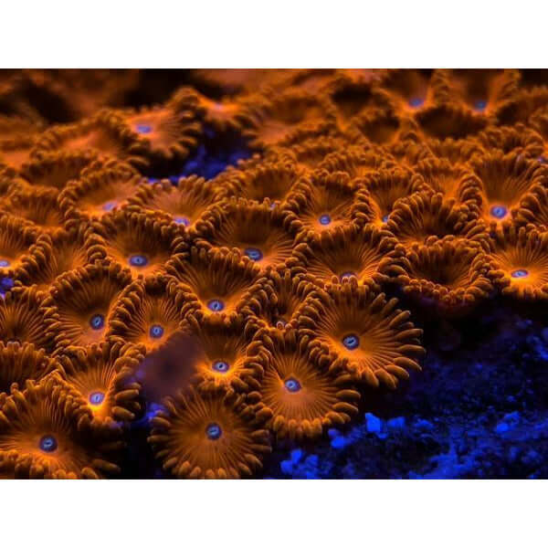 Vibrant coral formations illuminated by blue light, showcasing the beauty of saltwater aquariums with D-D Gen 2 Coral Colour Lens.