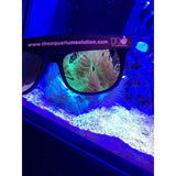 D-D Reef Viewing Aquarium Coral Sunglasses showcasing coral under blue light for enhanced underwater viewing.