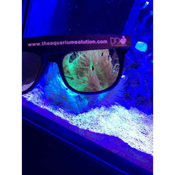 D-D Reef Viewing Aquarium Coral Sunglasses showcasing coral under blue light for enhanced underwater viewing.