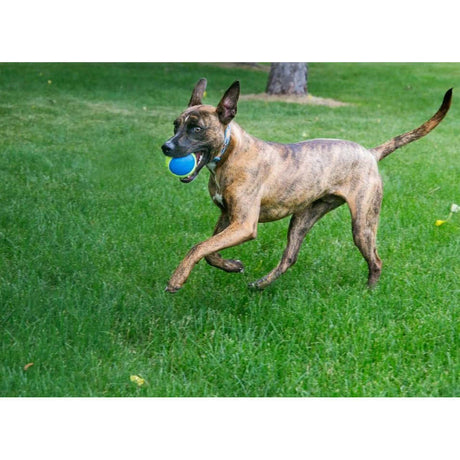 Dog running on grass with a KONG Airdog SqueakAir ultra tennis ball in its mouth, enjoying playtime outdoors.