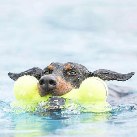 Dog happily swimming with a Kong Airdog squeaker bone in its mouth, enjoying a game of fetch in the water.