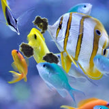 colorful marine fish eating Easy Reefs DKI Marine Masstick Fish Food from the tank's surface.