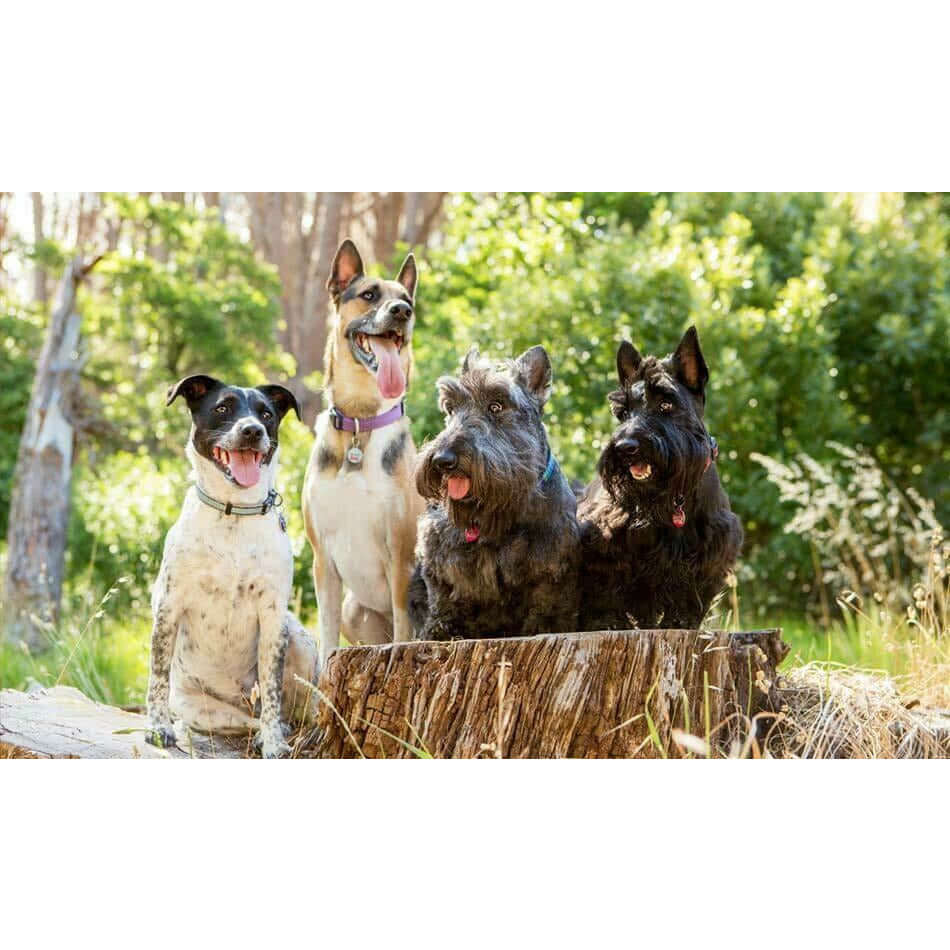 Four happy dogs posing together on a stump in a sunny outdoor setting, surrounded by greenery.